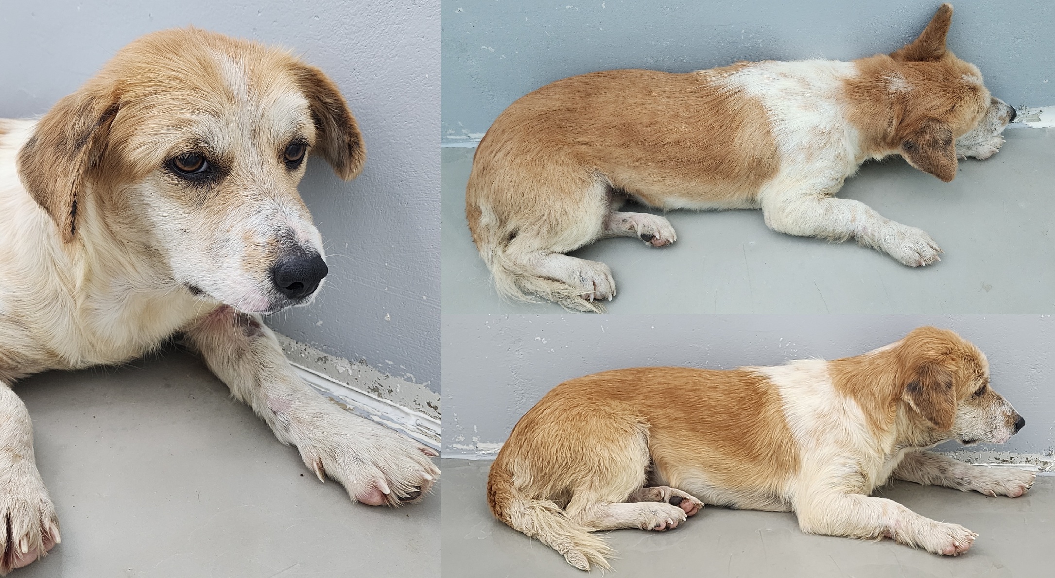 보호중 믹스견의 가…